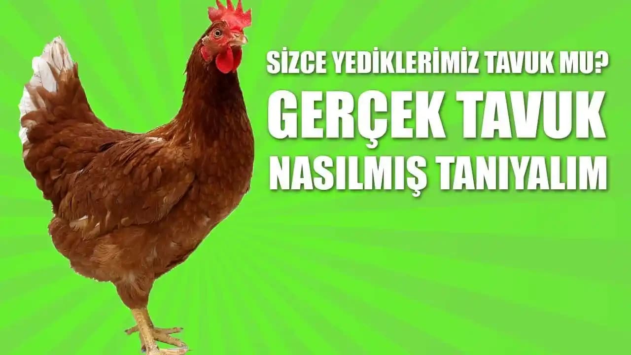 Köy Tavuğu Nedir ve Sağlıklı Beslenmede Önemi Hakkında Detaylı Bilgi