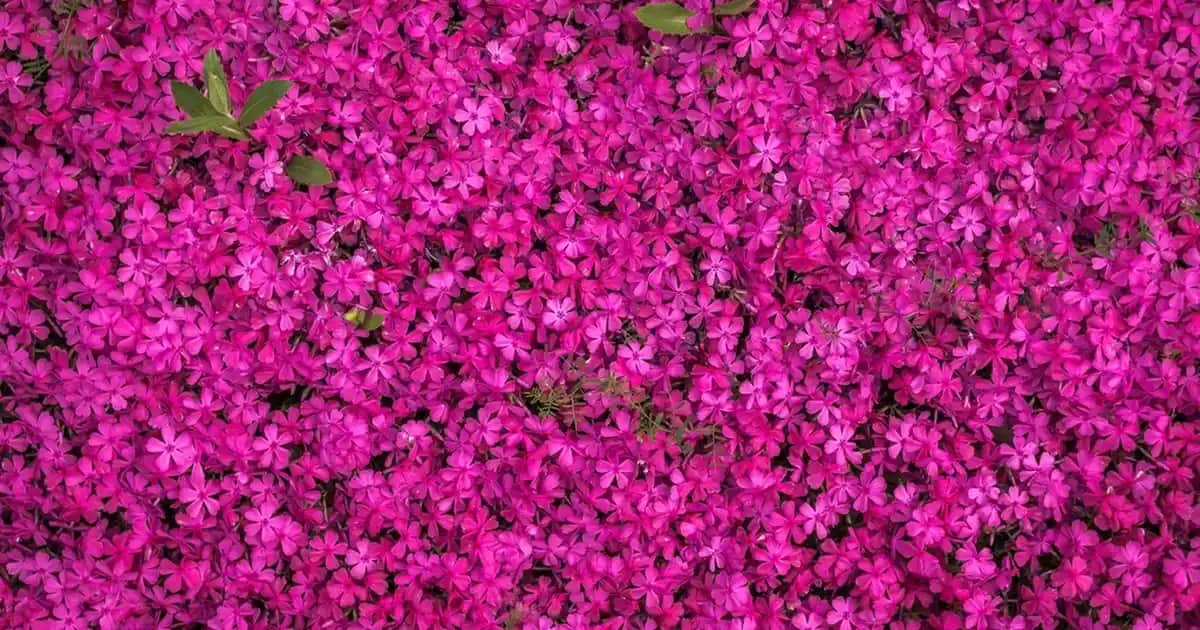 Migros'ta Çay Seçenekleri ve Fiyatları: Kalite ve Çeşitlilik Rehberi