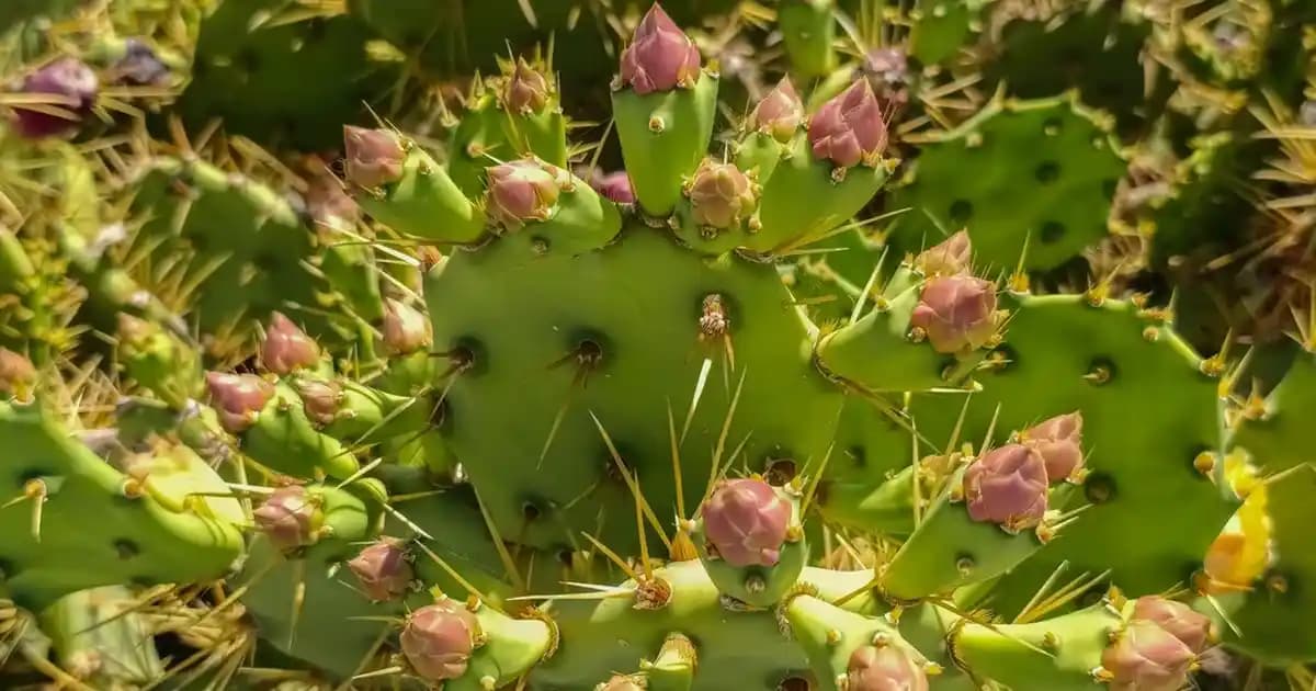 Migros'ta Enoki Mantarı: Sağlıklı ve Lezzetli Bir Alternatif