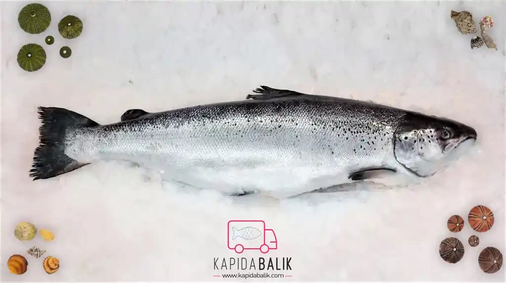 Norveç Balık Çeşitleri ve Süpermarketlerdeki Yeri Hakkında Detaylı Bilgi