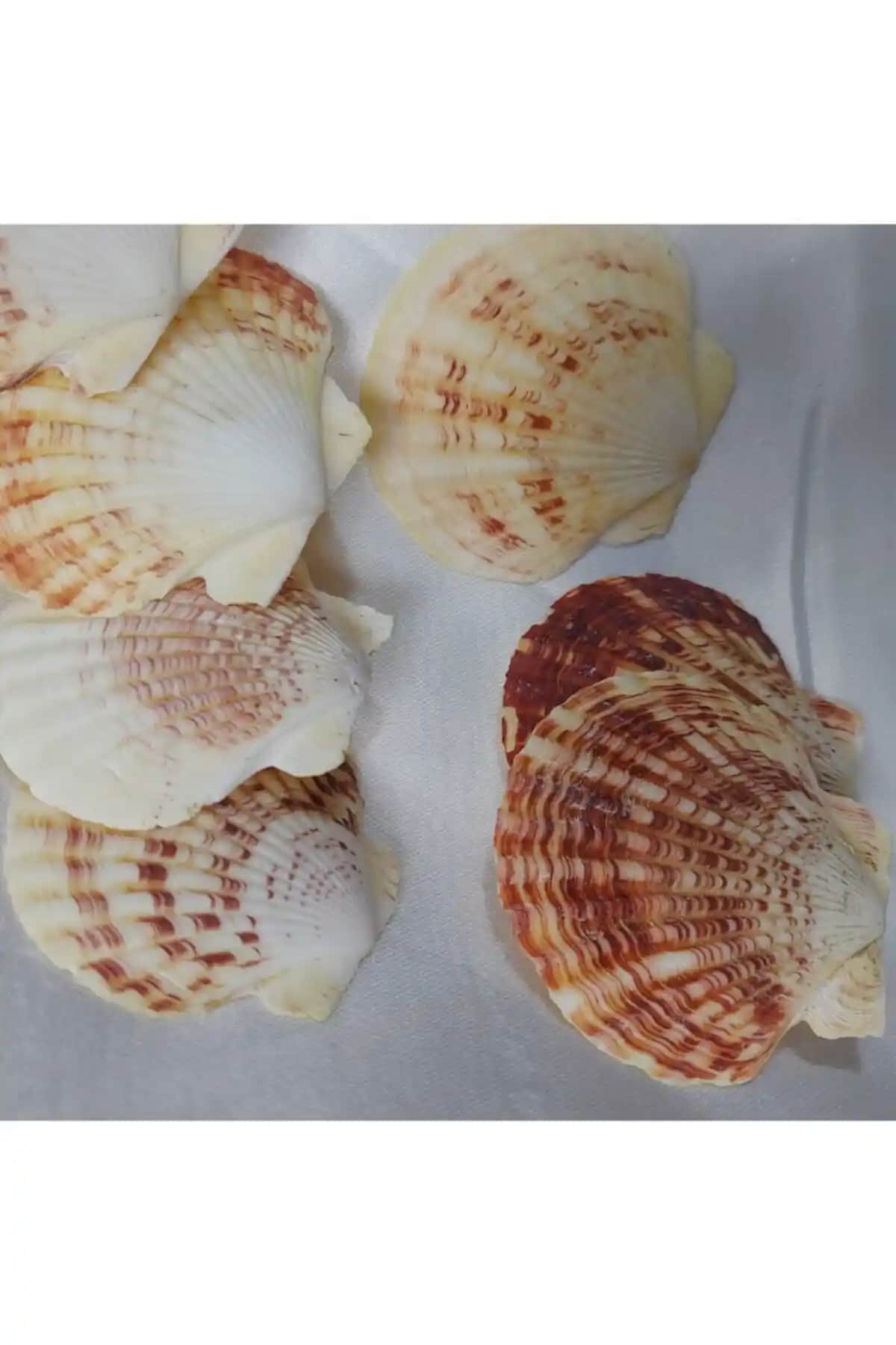 Aker Hediyelik Büyük Istiridye Deniz Kabukları ile Doğal ve Estetik Dekorasyon Seçenekleri