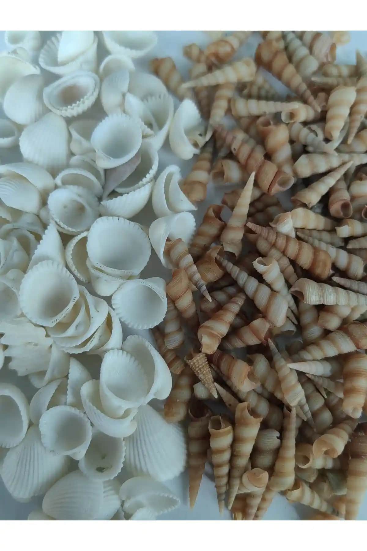 Love Your Shell Minik Deniz Kabukları Seti ile Doğal Dekorasyon ve Yaratıcı Projeler İçin Uygun Alternatif