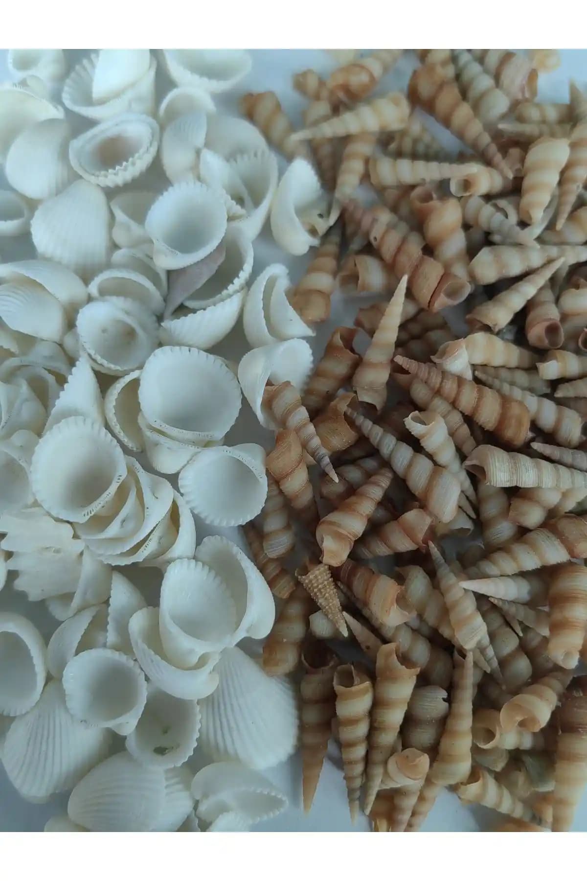 Love Your Shell Minik Deniz Kabukları Seti ile Doğal Dekorasyon ve Yaratıcı Projeler İçin Uygun Alternatif