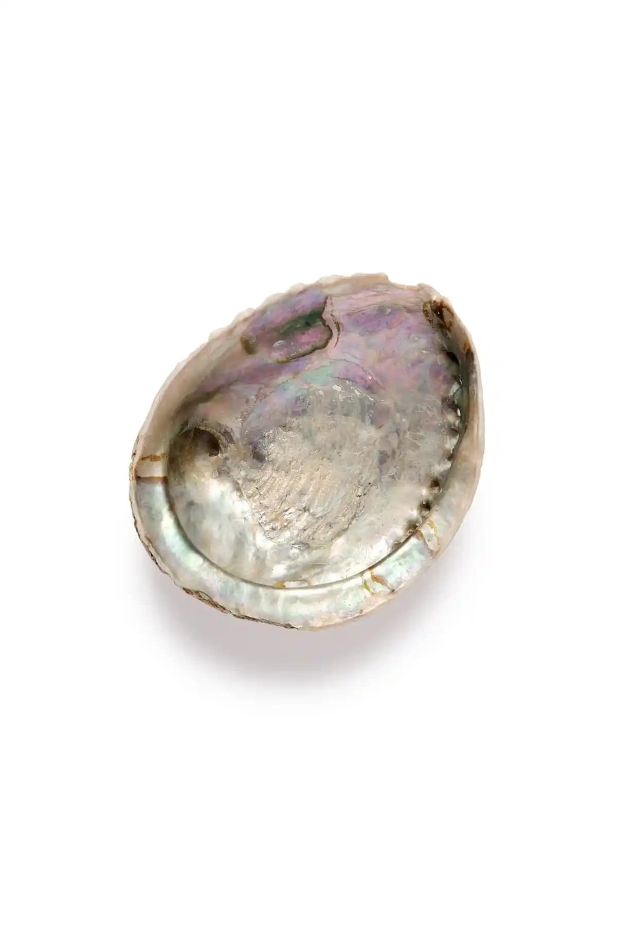 Safnaturel Sertifikalı Istiridye Sedef Deniz Kabuğu Doğal Güzellik ve Şifa Kaynağı