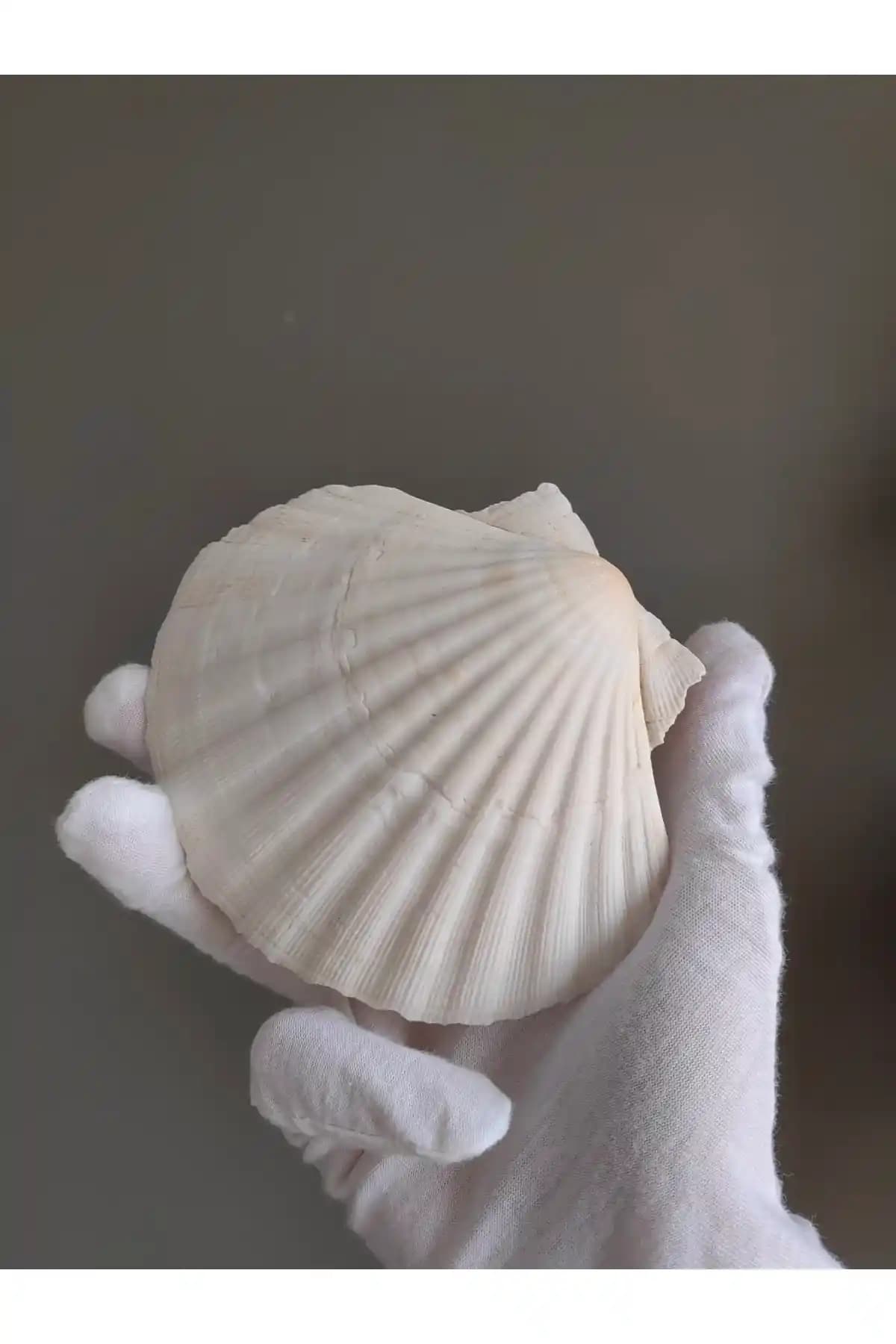 Seashell Rio Deniz Kabuğu: Doğal ve Estetik Dekoratif Seçenekler