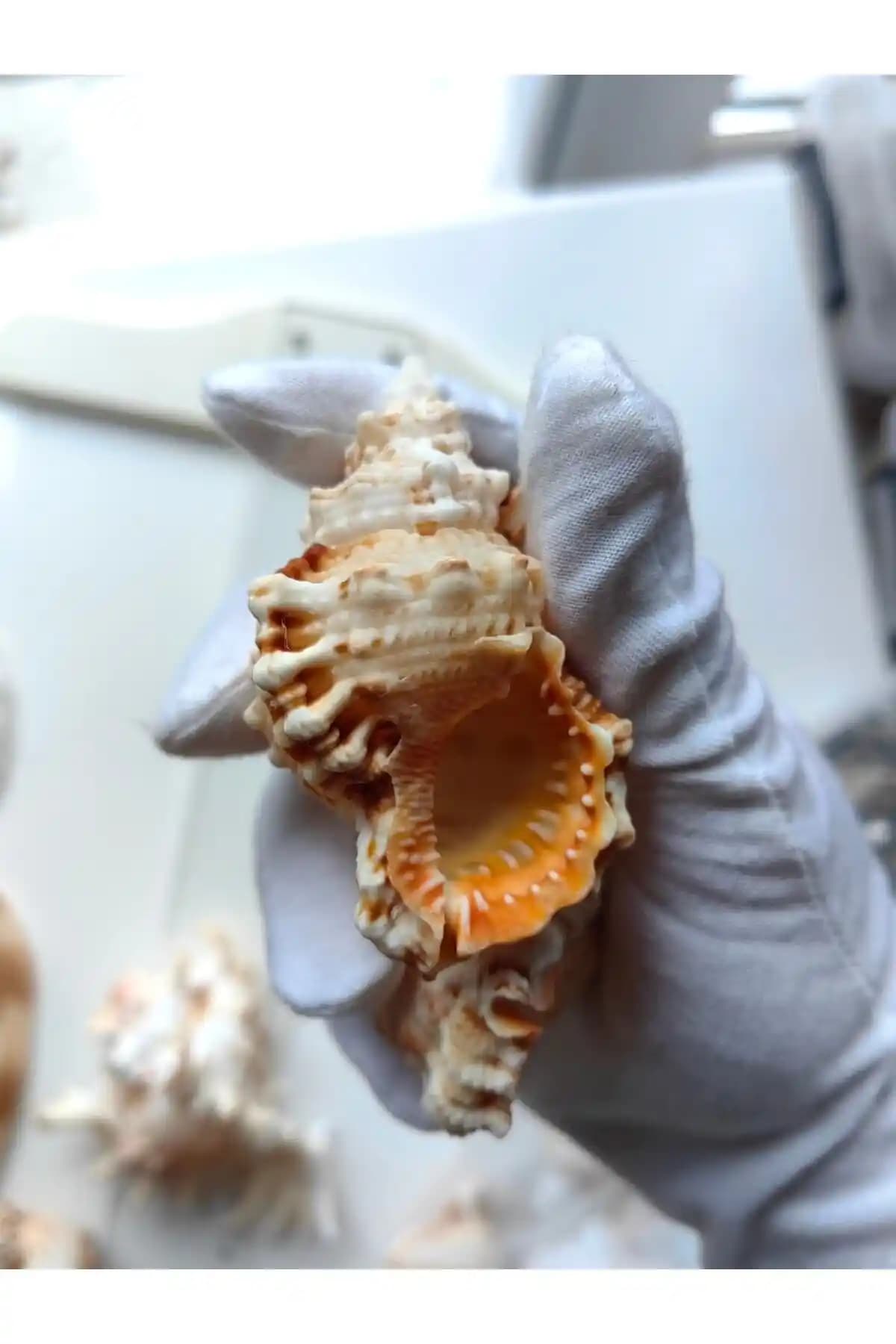 Seashell Rio Deniz Kabuğu ile Akvaryumunuza Doğal ve Estetik Bir Dokunuş Katın