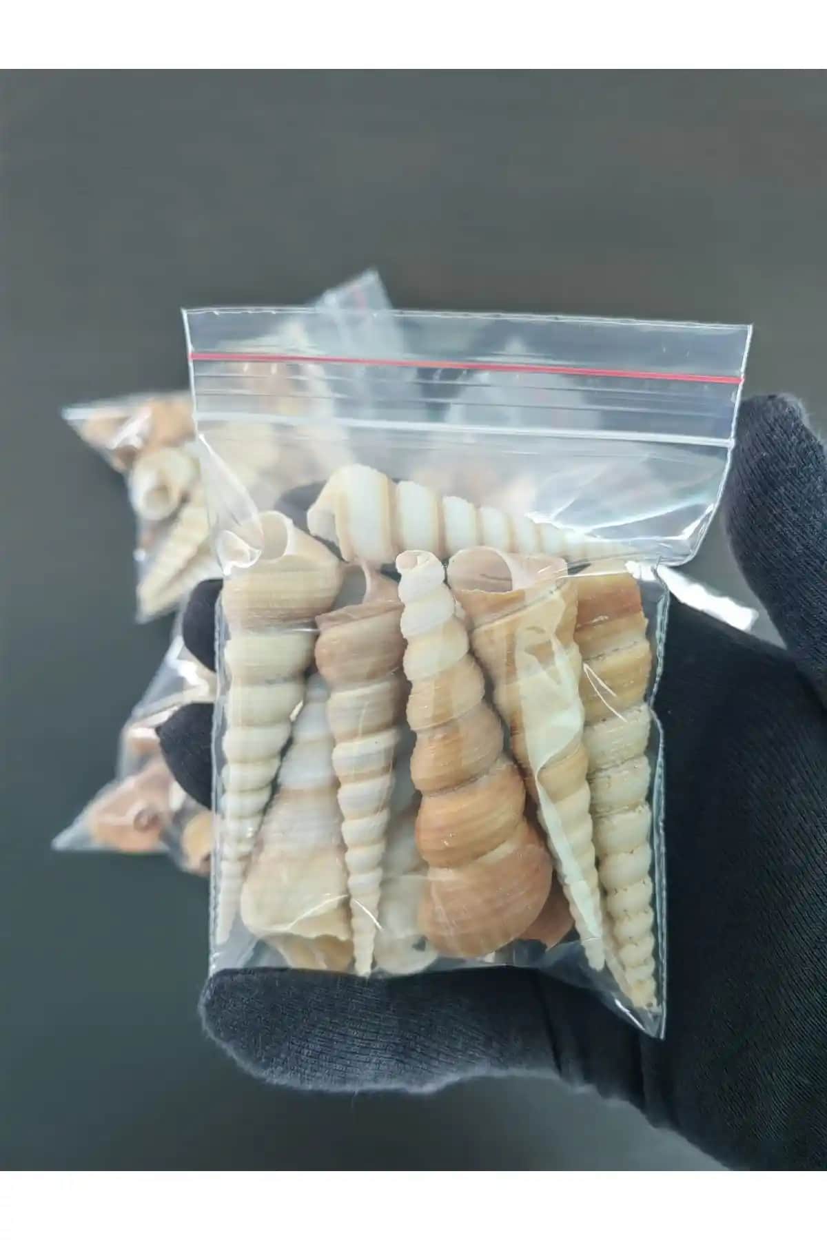 Seashell Rio Deniz Kabukları: Doğal ve Çok Yönlü Akvaryum ve Dekorasyon Malzemeleri