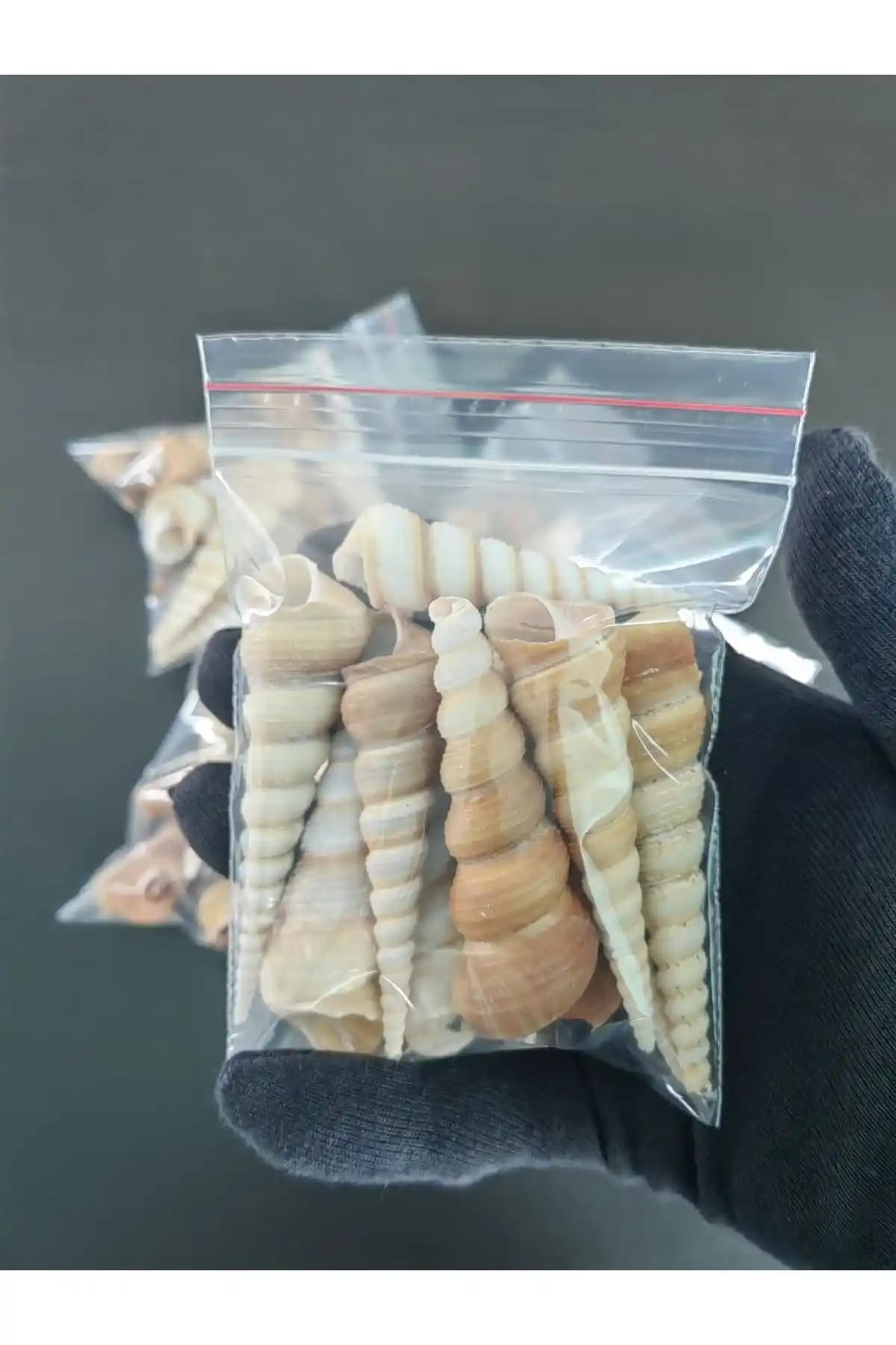 Seashell Rio Deniz Kabukları: Doğal ve Çok Yönlü Akvaryum ve Dekorasyon Malzemeleri