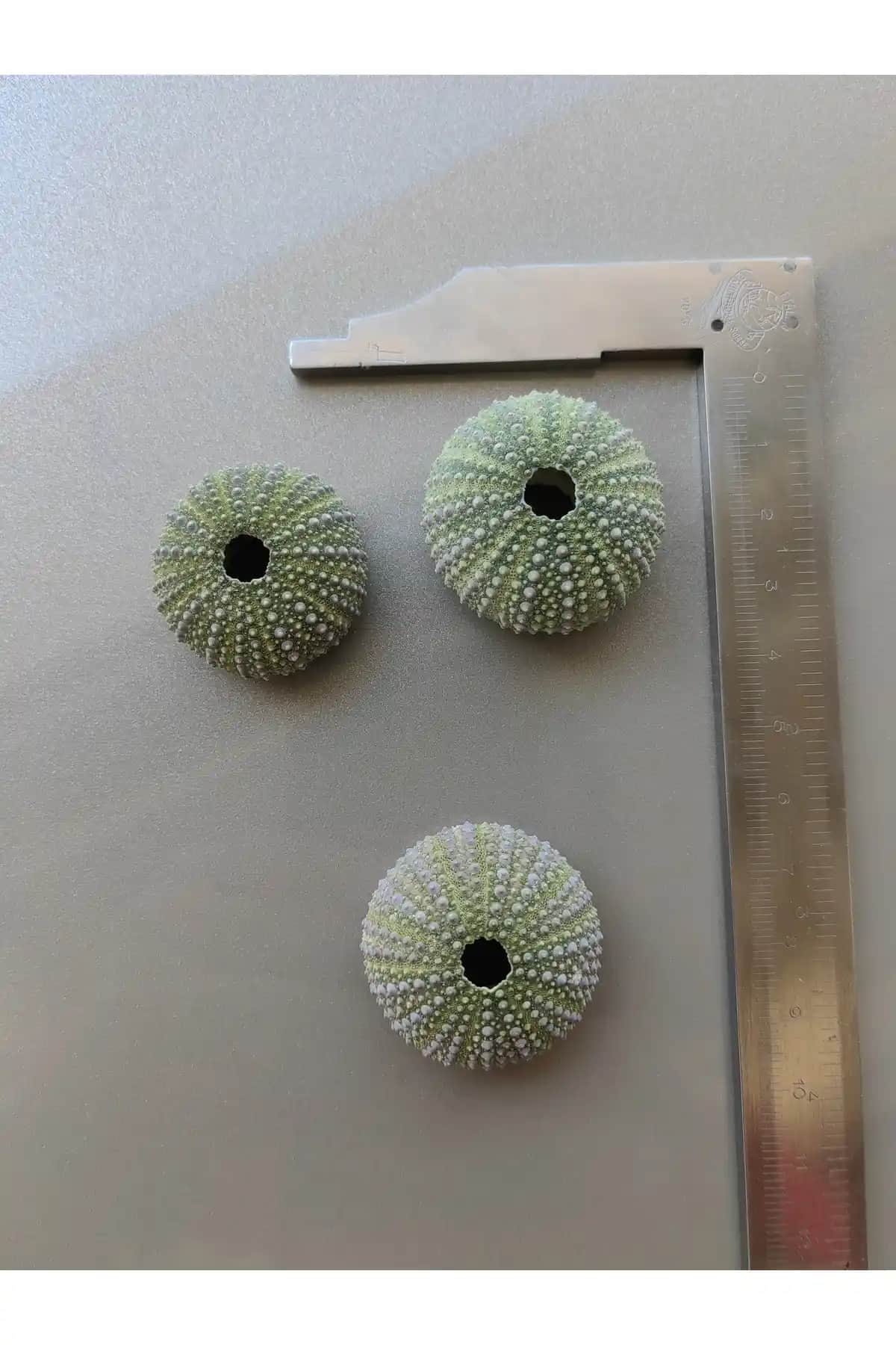 Seashell Rio Deniz Kestanesi ile Doğal ve Şık Dekorasyon Çözümü