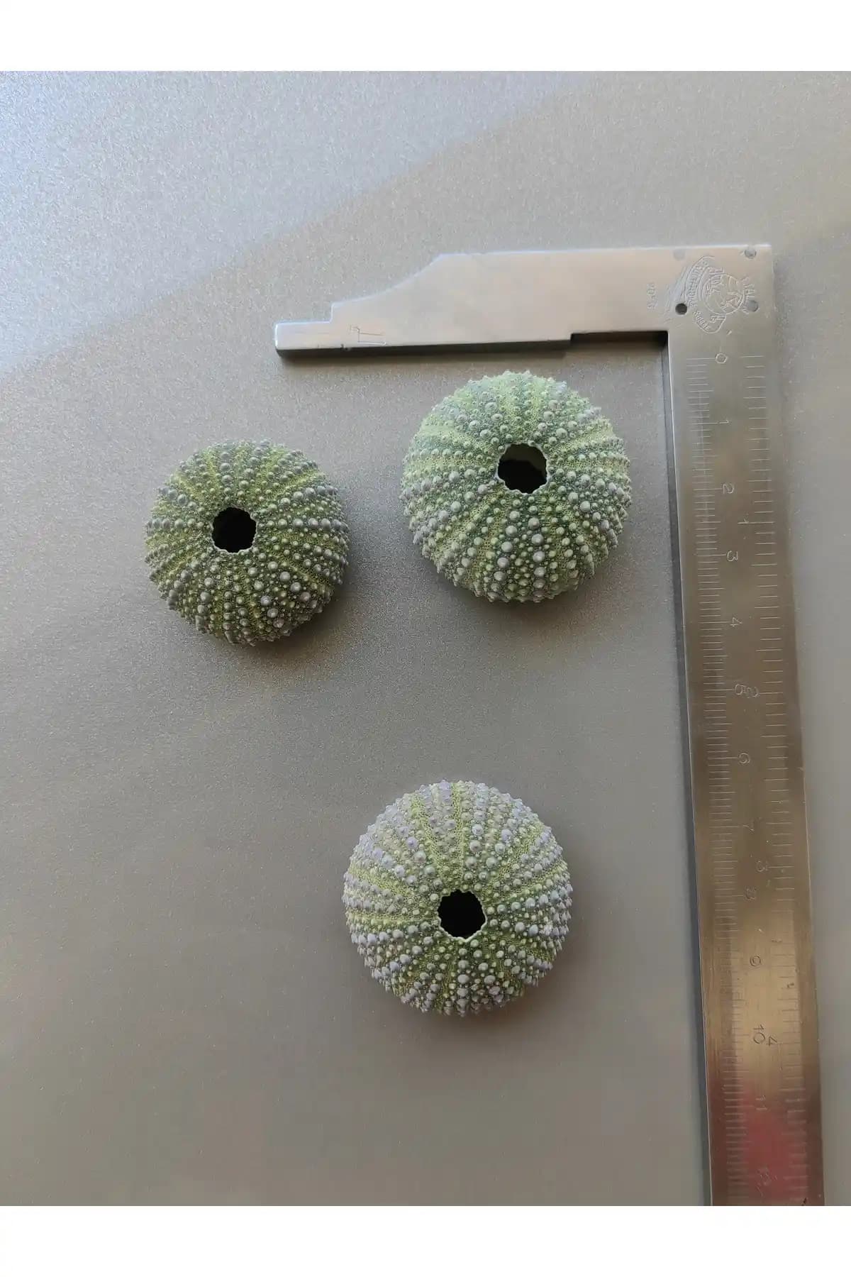 Seashell Rio Deniz Kestanesi ile Doğal ve Şık Dekorasyon Çözümü