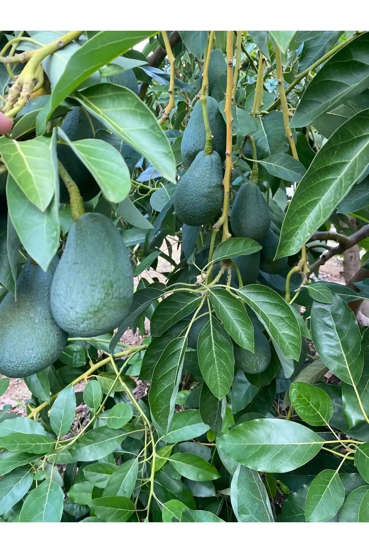 BRF Mini Avokado 1kg: Doğal, Taze ve Pratik Mini Boy Avokadolarla Sağlıklı Yemekler