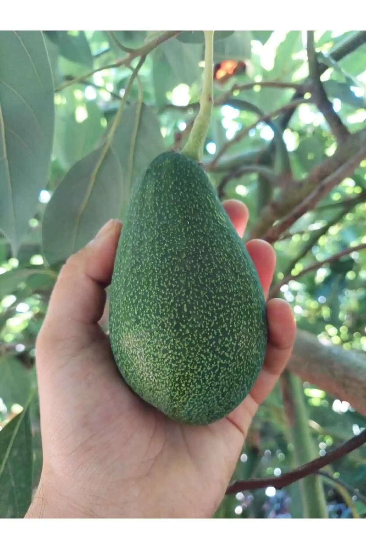 Akdeniz Tropikal 1kg Doğal ve Taze Avokado ile Sağlıklı Beslenme Seçenekleri