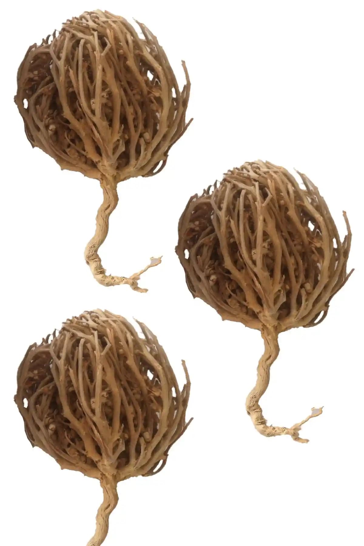 Aktarloji Kolay Doğum İçin 3 Adet Meryam Ana Fatma Ana Eli Otu Doğuma Hazırlıkta Doğal Destek