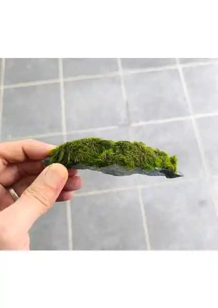 Akvaryumlar İçin Doğal ve Estetik Marimo Kayası Dekoratif Seçenekleri