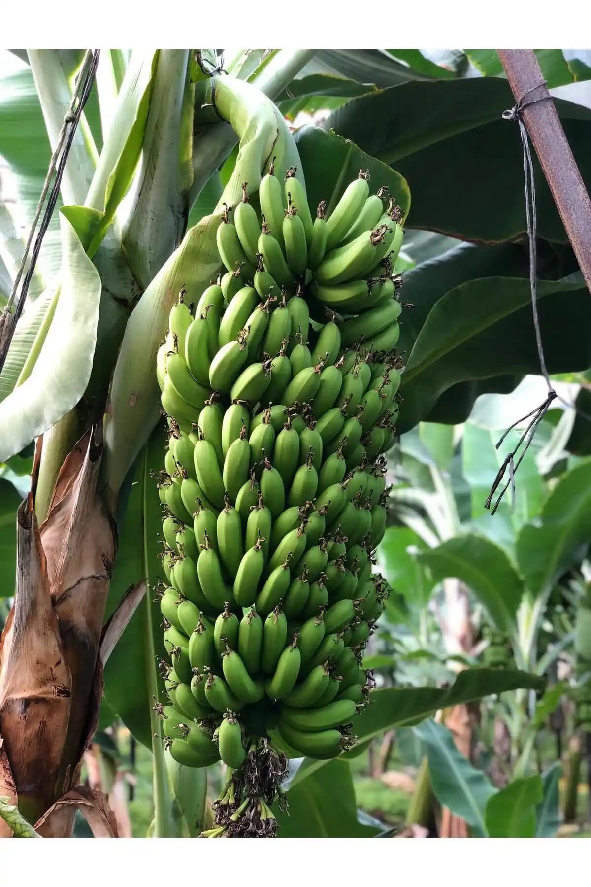 ARI ORGANIC 1kg Doğal ve Taze Anamur Muz Paketi Sağlıklı Beslenme İçin Uygun