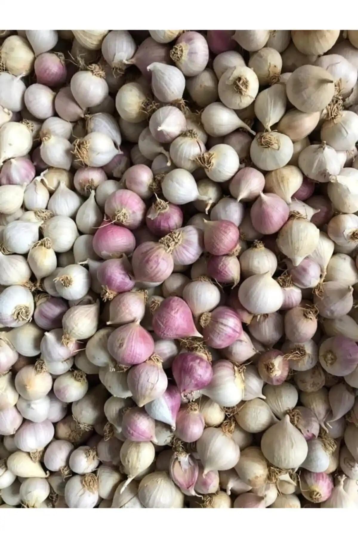 Edovital Tek Diş Mürdük Sarımsak 2 Kg Taşköprü Bölgesel Aromasıyla Doğal ve Taze