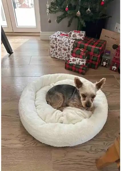 Evcil Hayvan Yatakları Karşılaştırması: Polar ve Peluş Modellerin Özellikleri ve Kullanıcı Yorumları