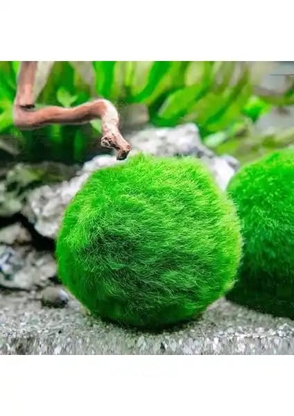 İthal Moss Ball 4-6 Cm Canlı Bitki Akvaryum Dekoru Estetik ve Kolay Bakım