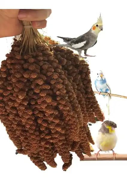 NGD PET ÜRÜNLERİ Kızıl Dal Darı 500 gr Premium Kalite Evcil Kuşlar İçin Sağlıklı Yem