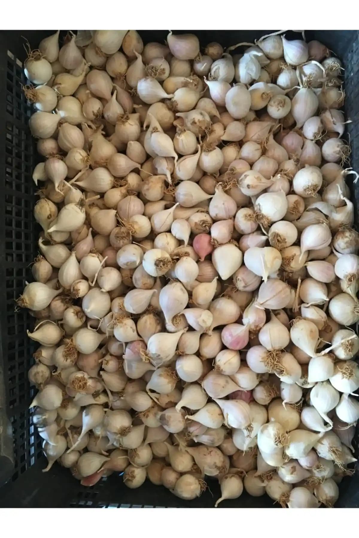 Taşköprü Sarımsağı Mürdük: Doğal ve Dayanıklı Yerel Sarımsak Ürünü