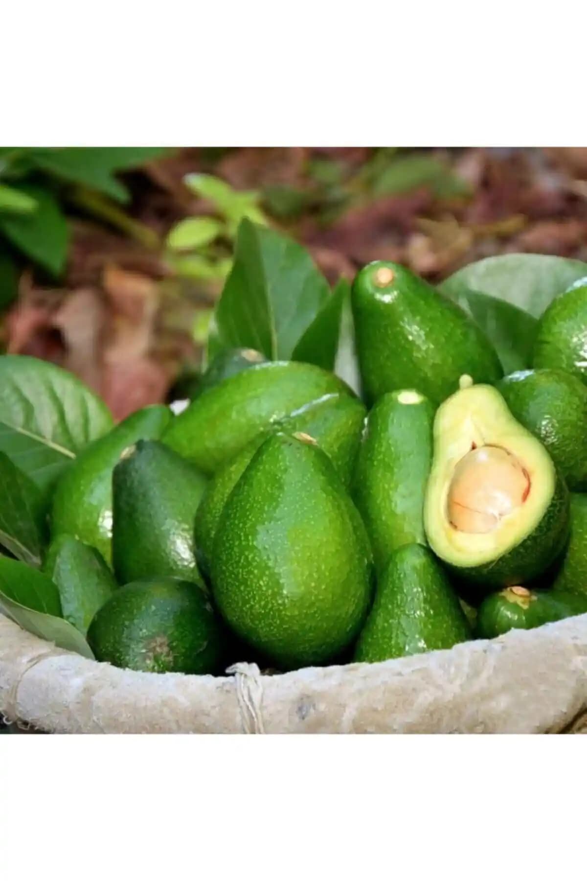 Tropik Online 20 Adet Taze ve Doğal Alanya Avokadosu Paketinin Özellikleri ve Kullanım Alanları