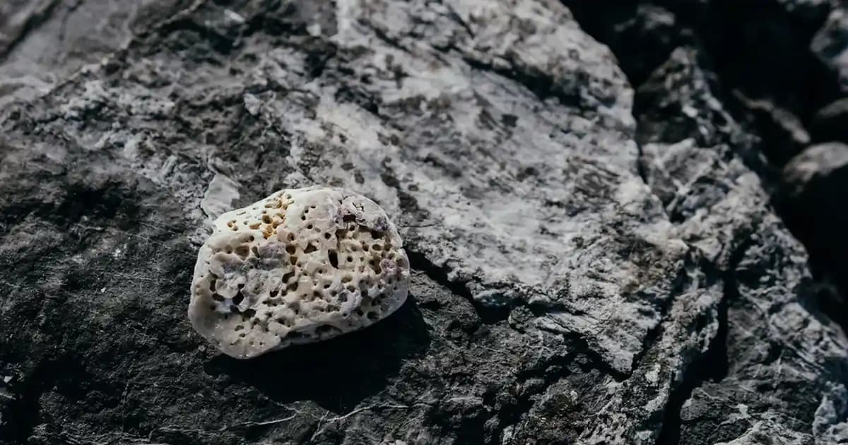 Migros Paspas Çeşitleri ve Temizlikte Kullanım Avantajları Hakkında Bilgi