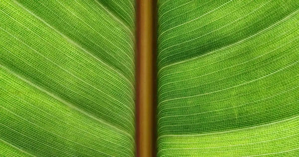 Migros'ta 18 Litre Ayçiçek Yağı Fiyatları ve Kullanım İpuçları