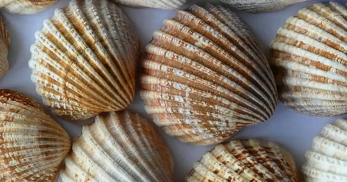 Migros'ta Alabalık Seçenekleri ve Sağlıklı Balık Tüketimi Rehberi