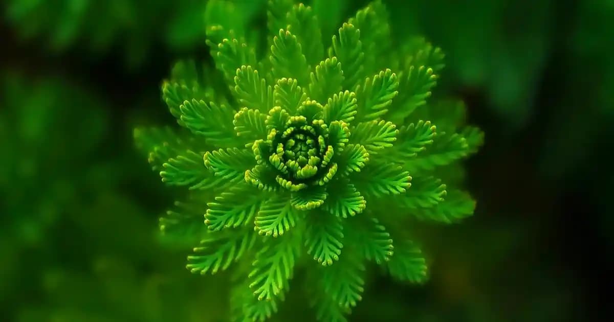 2025'te Migros'ta Bitki Çaylarıyla Sağlığınızı Doğal Yolla Destekleyin