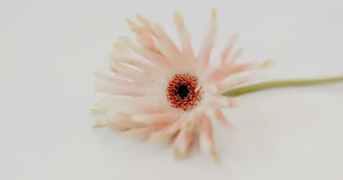 Migros'ta Lillifee Muffinleri ve Hazır Karışımlarla Rüya Gibi Tatlılar Hazırlayın