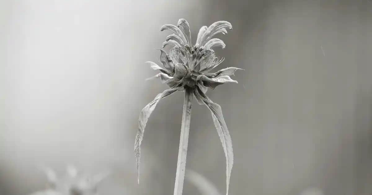 Migros'ta Uygun Fiyatlı Vantilatör Seçenekleri ve Yaz Serinliği Çözümleri