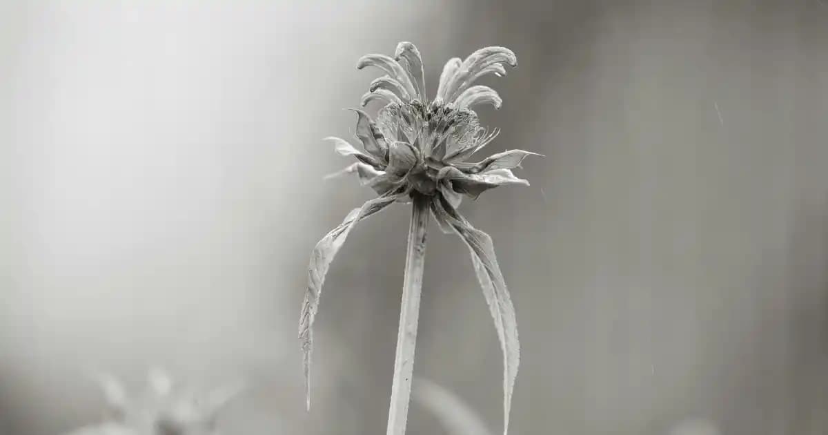 Migros'ta Uygun Fiyatlı Vantilatör Seçenekleri ve Yaz Serinliği Çözümleri