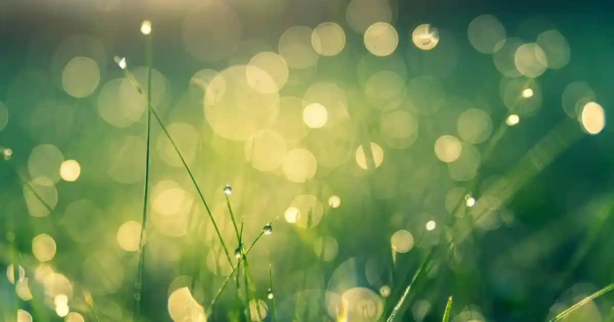 Migros Tüy Toplama Makinesi Seçenekleri ve Evcil Hayvan Tüyü Temizliği Çözümleri