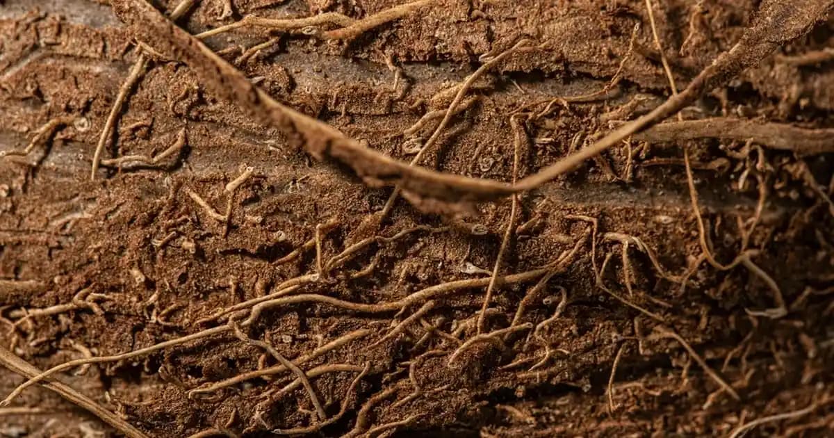 Mini-Migros: Çocuklar İçin Eğlenceli ve Eğitici Alışveriş Deneyimi Sunan Yenilikçi Proje