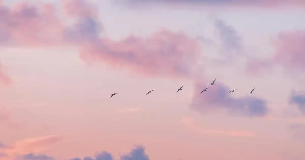 N-Asetil Sistein (NAC) ve Solgar Ürünleriyle Sağlığınıza Güç Katın