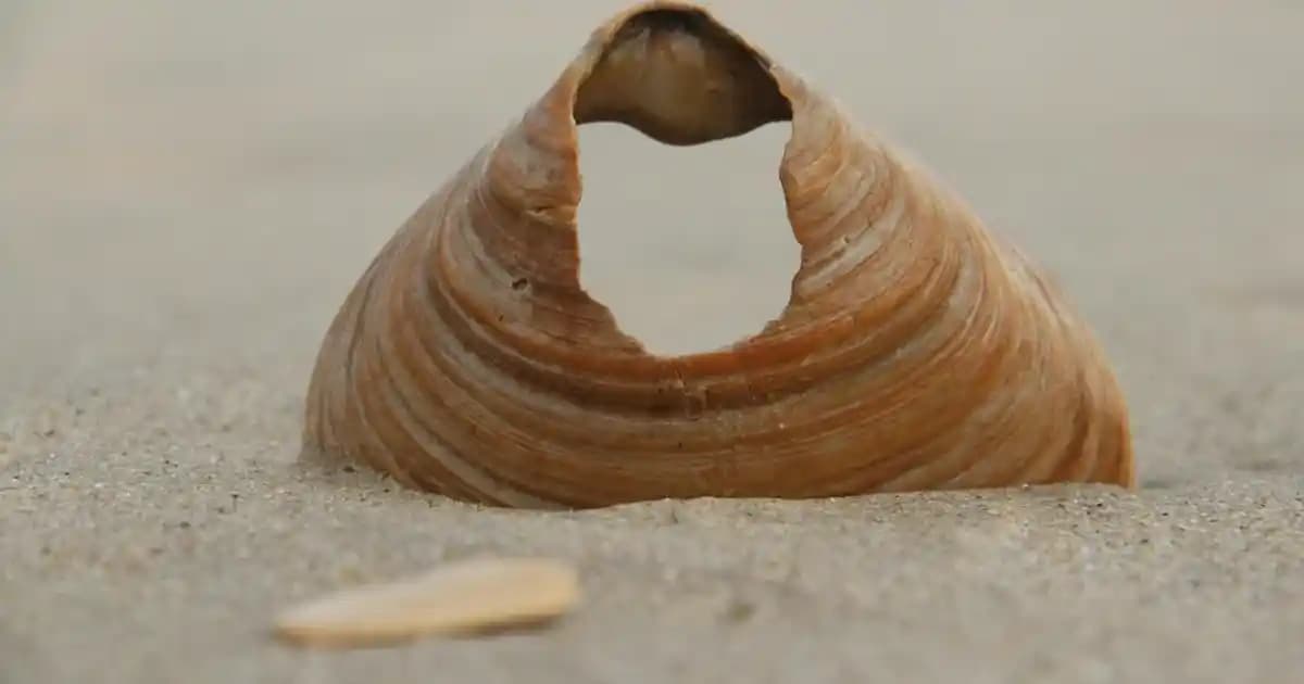 2025'te NBL İmmuno Formula ile Bağışıklığınızı Güçlendirin ve Enerjinizi Artırın