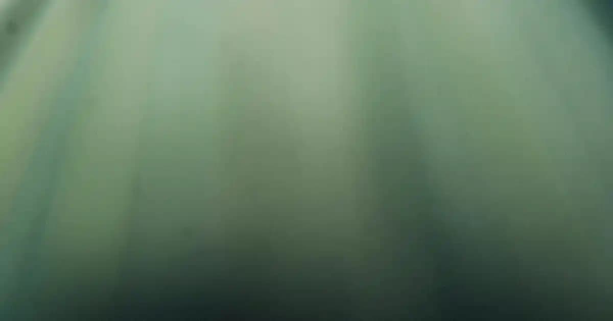 2025'te Orman Meyveli Soda: Doğal Ferahlığın 5 Sırrı