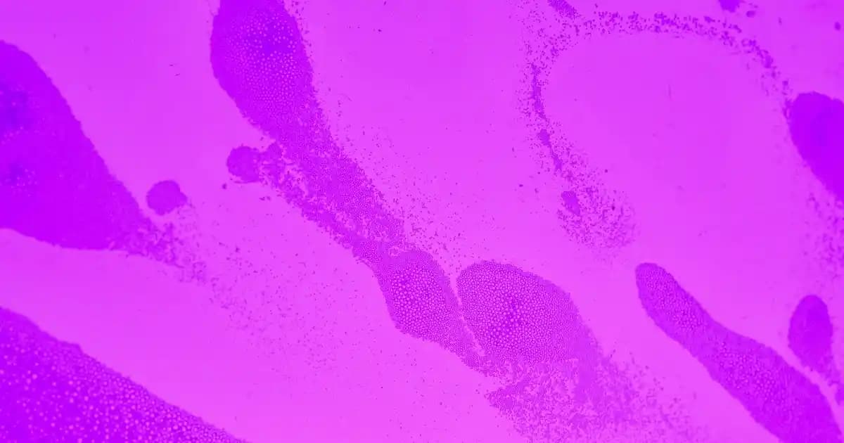 Peynir Mayası Nedir, Nasıl Yapılır ve Peynir Üretiminde Önemi Nedir?