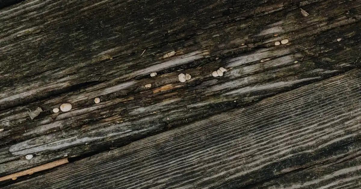 Pınar Protein Süzme Peynir: Sağlıklı ve Lezzetli Alternatifle Günlük Beslenmenize Katkı