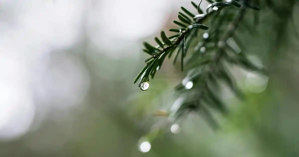 2025'te Resveratrol ile Sağlığınızı Değiştirecek 5 Sır