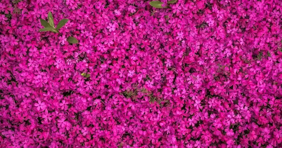 2025'te Sefer Kitel Bulgur: Sofranızda Sağlık ve Lezzetin 5 Sırrı