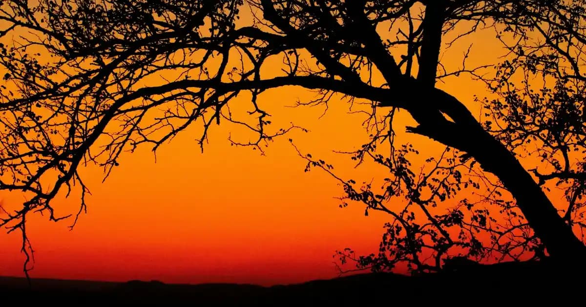 2025'te Somon Balığı Fiyatları: Bilmeniz Gereken 5 Şok Gerçek