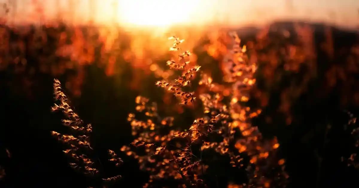 2025'te Sütlü Pirinç Çorbası: Yazın Serinleten Hafif Lezzet Sırrı