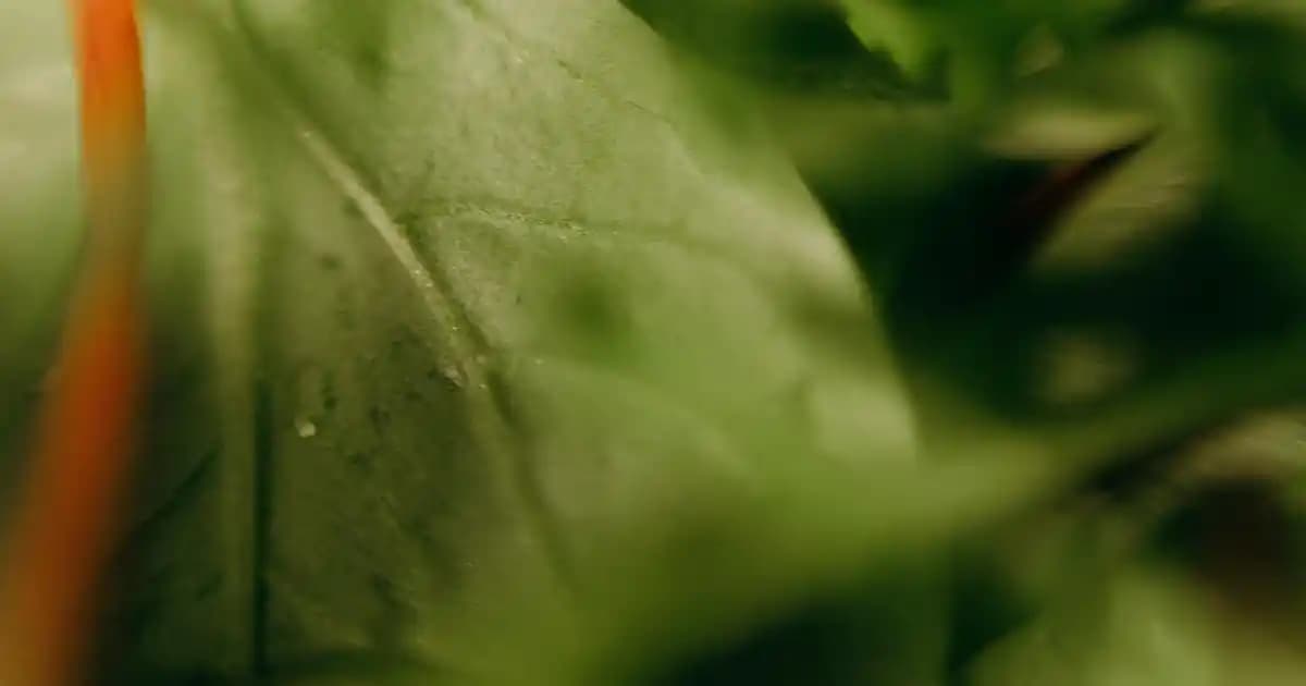 2025'te Tavuk Kelebek ile Sofralarınızı Şenlendirecek 5 Sır