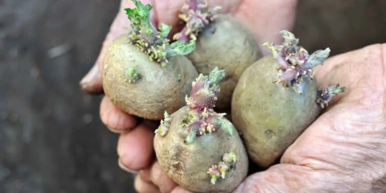 Büyük Patates Torbası Saklama ve Dondurma Yöntemleri: Doğru Koşullar ve Kullanım
