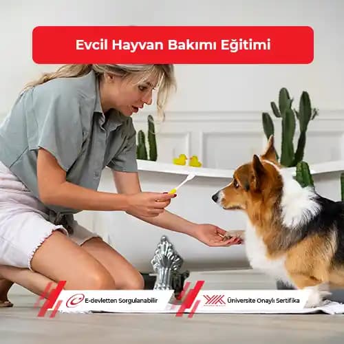 Evcil Hayvan Bakımı Ücretlerinde Gıda Masraflarını Yönetme ve Tasarruf Yöntemleri
