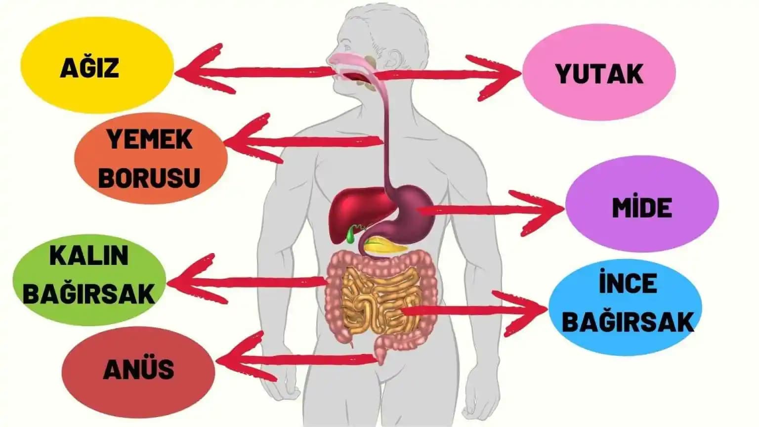 Günlük Lif Alımını Artırmak İçin Beslenme Rejimi ve Pratik Öneriler