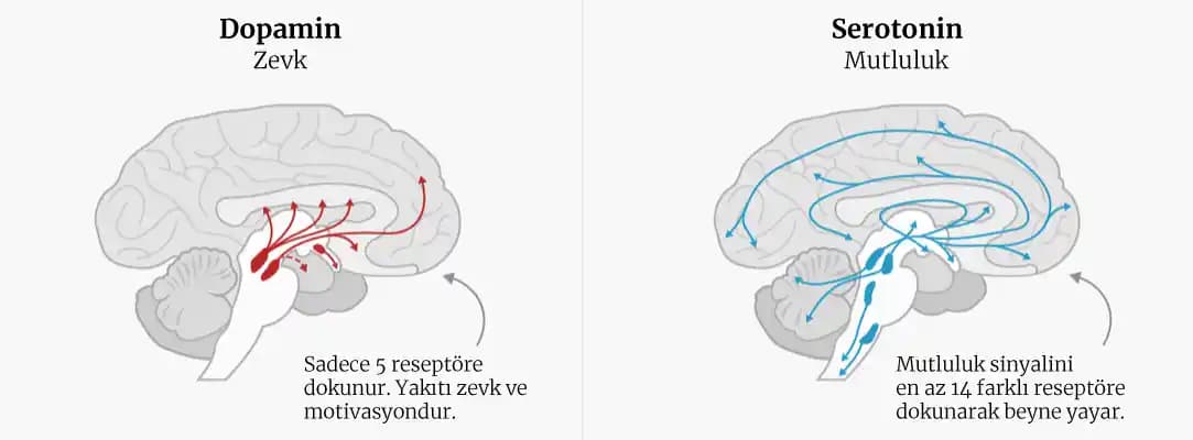 Harcamayı Bırakmanın Dopamin Etkisi ve Tasarrufun Psikolojik Yansımaları