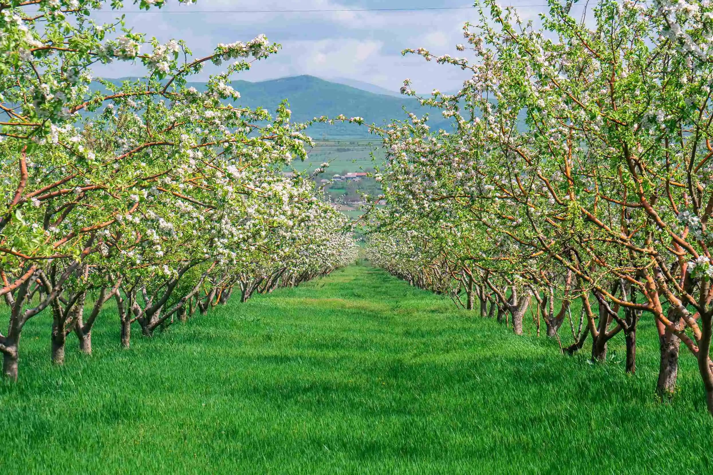 Şehirde Ücretsiz Meyve Toplama ve Doğal Kaynaklardan Yararlanma Yöntemleri