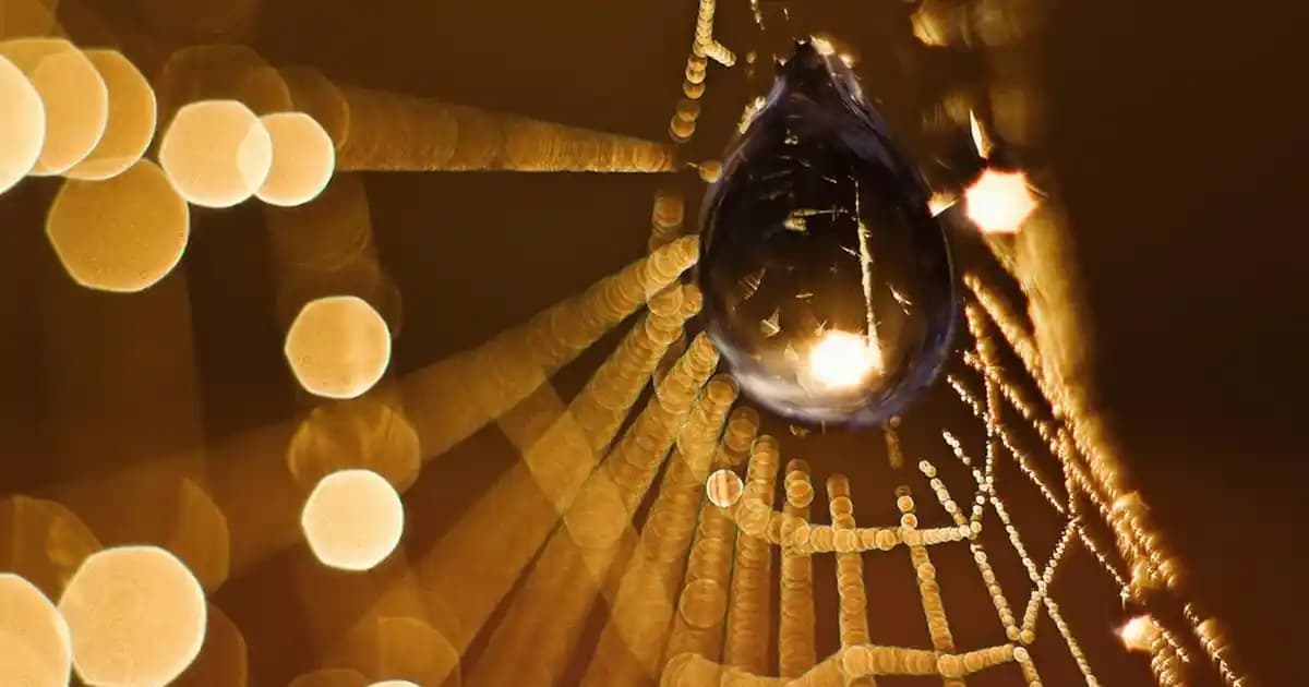 Hayvansal Yağların Saklanması ve Kullanım Alanları: Domuz, Tavuk, Sığır ve Ördek Yağı